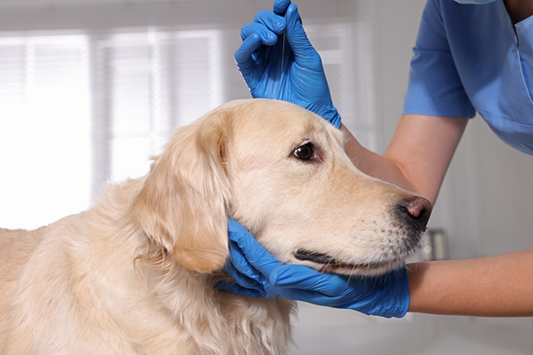 Canine Acupunture