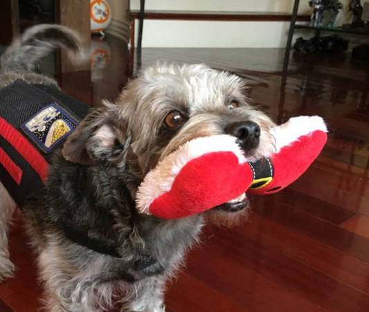 Terrier Dog wearing back brace