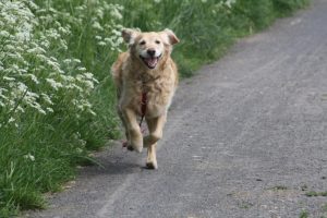 Exercise For Disabled Dogs