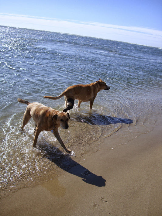 Dog with knee brace playing in the ocean