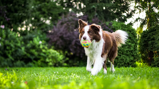 How a Dog Back Brace Can Help with Pain