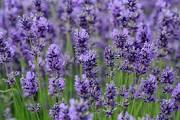 Natural Treatments For Dogs