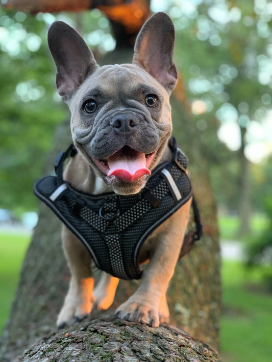 Dog wearing a harness