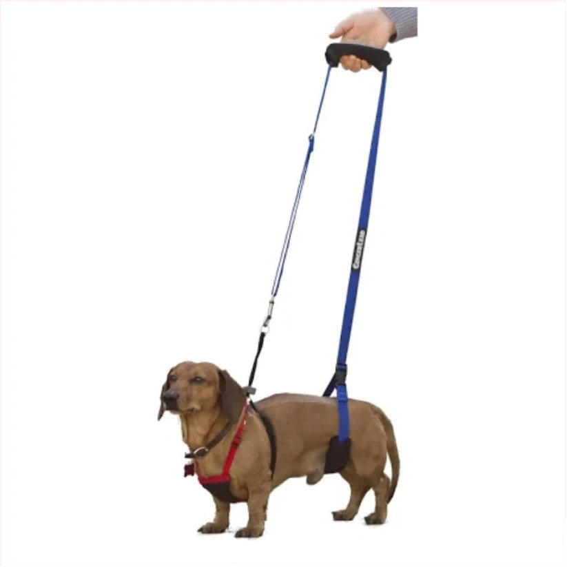 Dachshund wearing a Gingerlead Harness