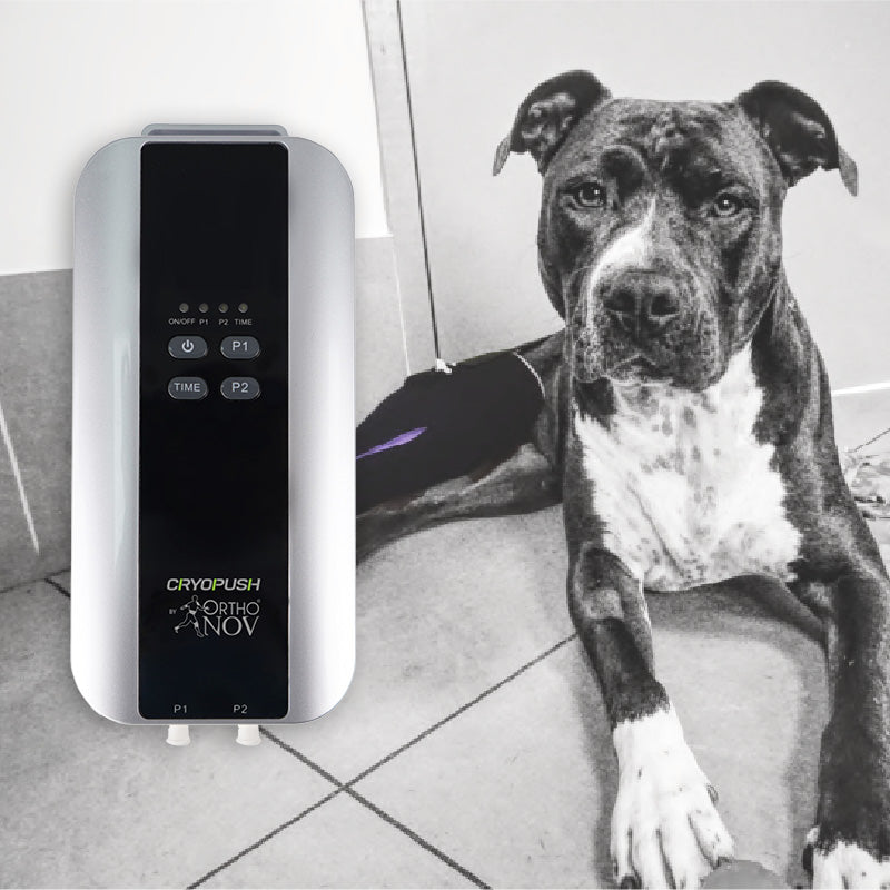 CryoPUSH module promo with dog wearing CryoPush Sleeve