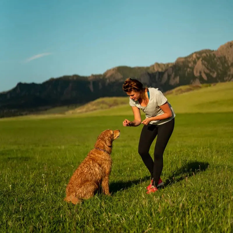 Hip & Joint CBD Chews for Dogs