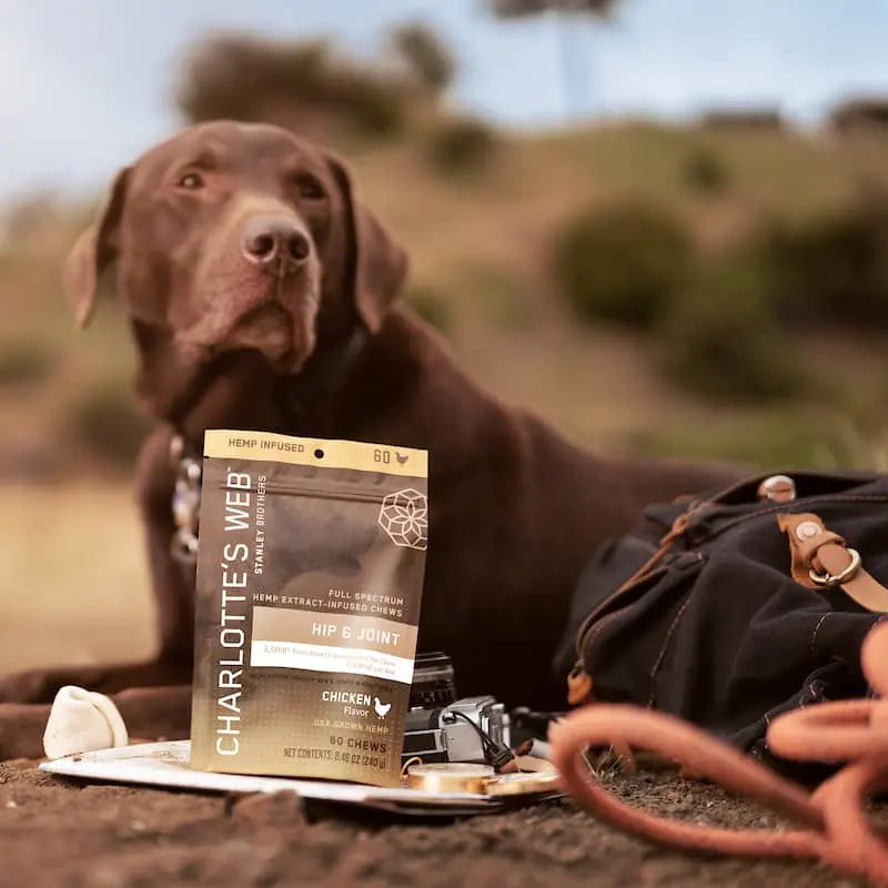 Hip & Joint CBD Chews for Dogs