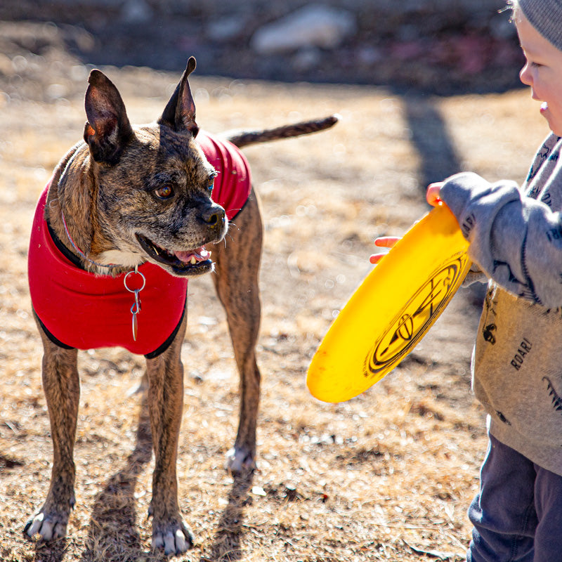 Brindle boxer mix wearing Wondershirt next to boy holding frisbee