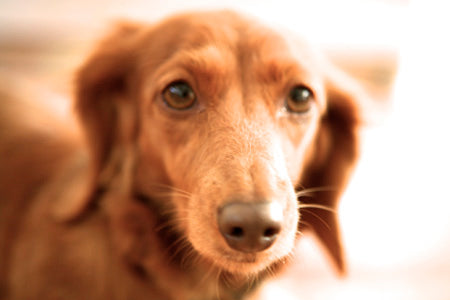 June the Dachshund dog who inspired WiggleLess Back Braces