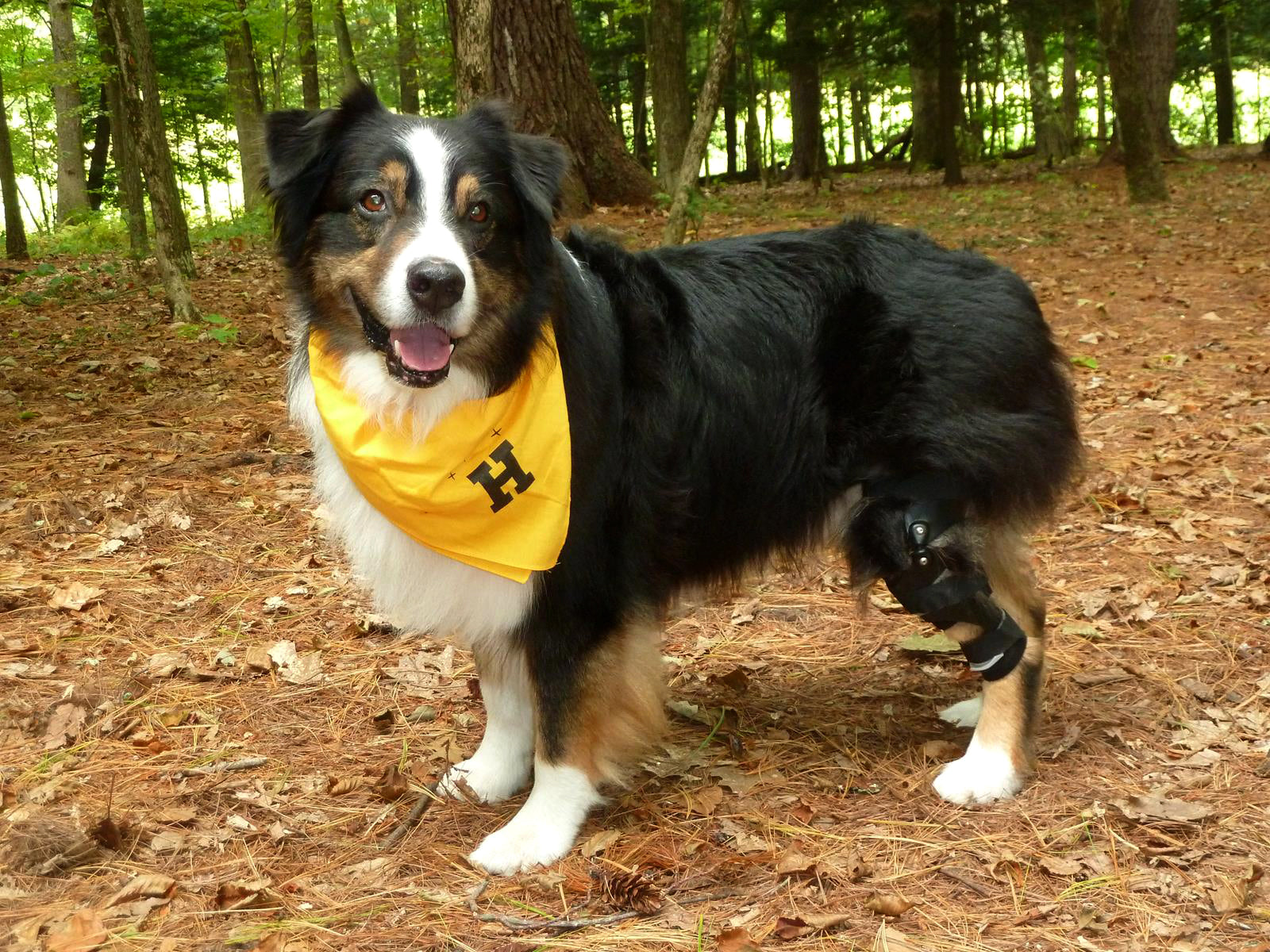 dog wearing a yellow hero bandana and a knee brace for a torn ACL