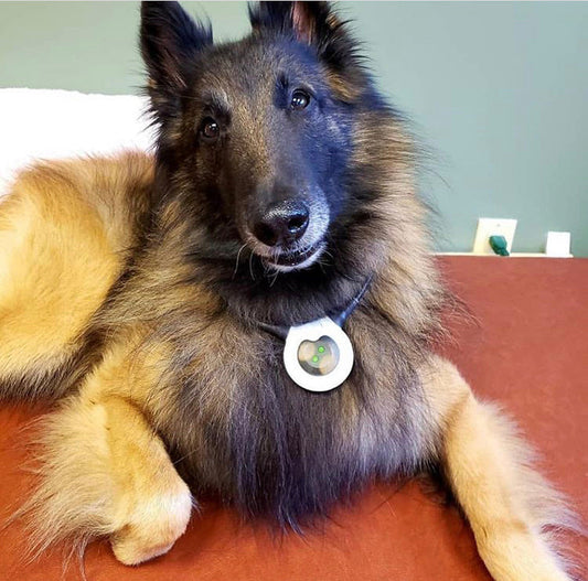 dog with an assisi loop around it's neck