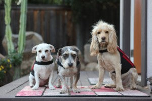 Dogs wearing a wiggleless back brace