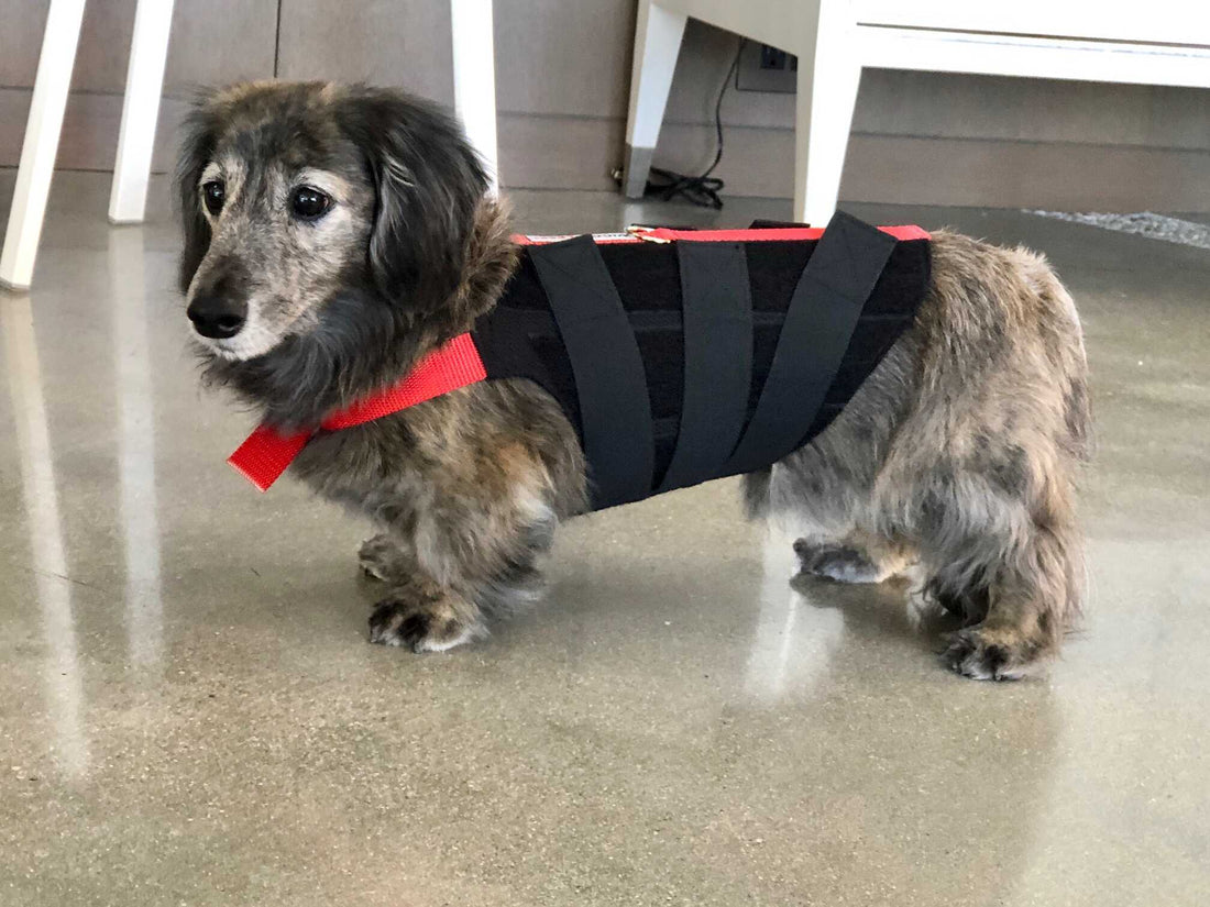 Long-haired dachshund dog wearing a red and black wiggleless back brace