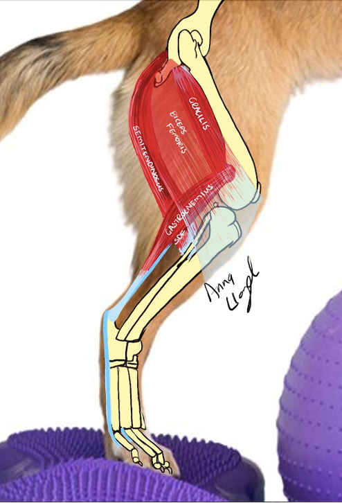 Rupture and Rehabilitation of the Canine Achilles Tendon 