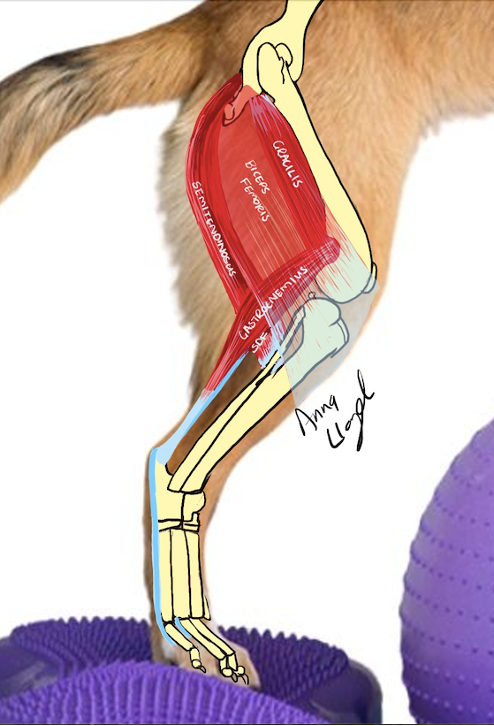 Diagram of the Achilles Tendon Complex on a dog