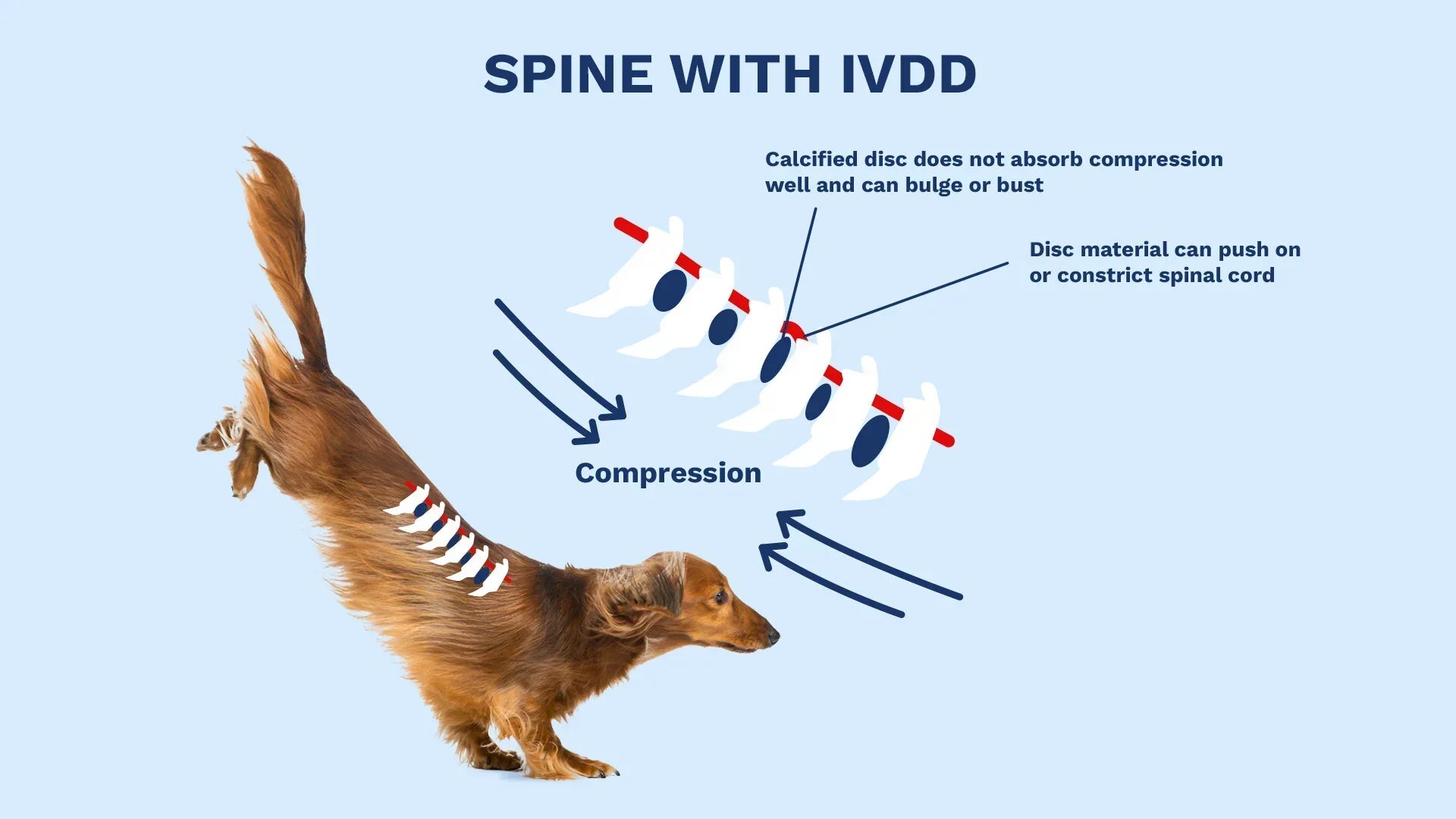 The Ultimate Guide to IVDD in Dogs - WiggleLess