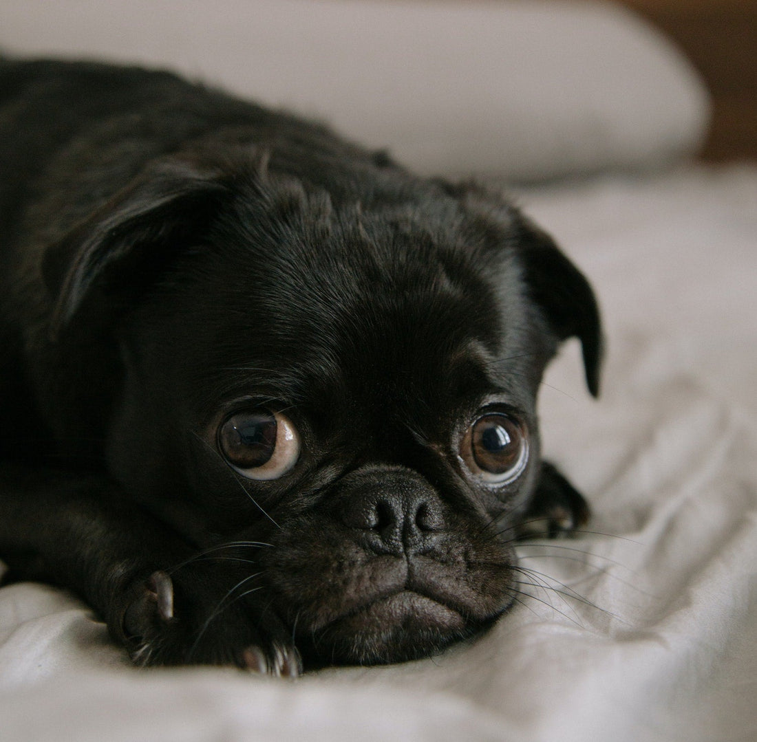 dog cowering scared of fireworks