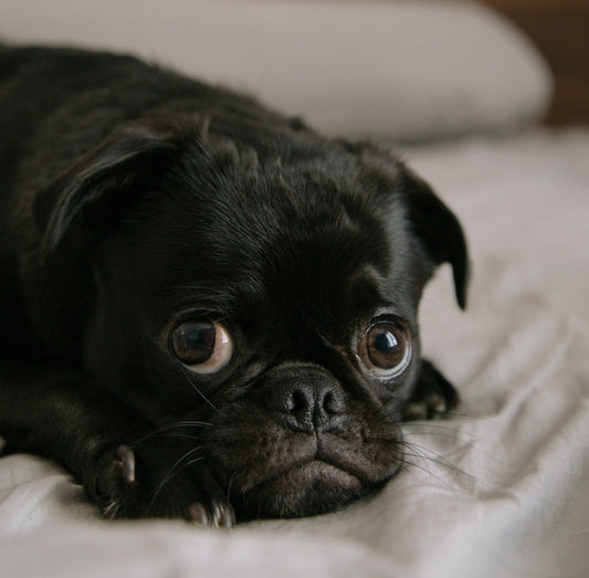 dog cowering scared of fireworks