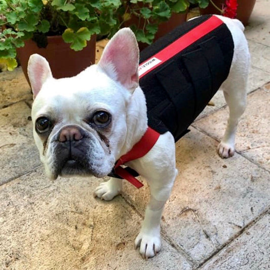 Frenchie dog wearing a red and black wiggleless back brace