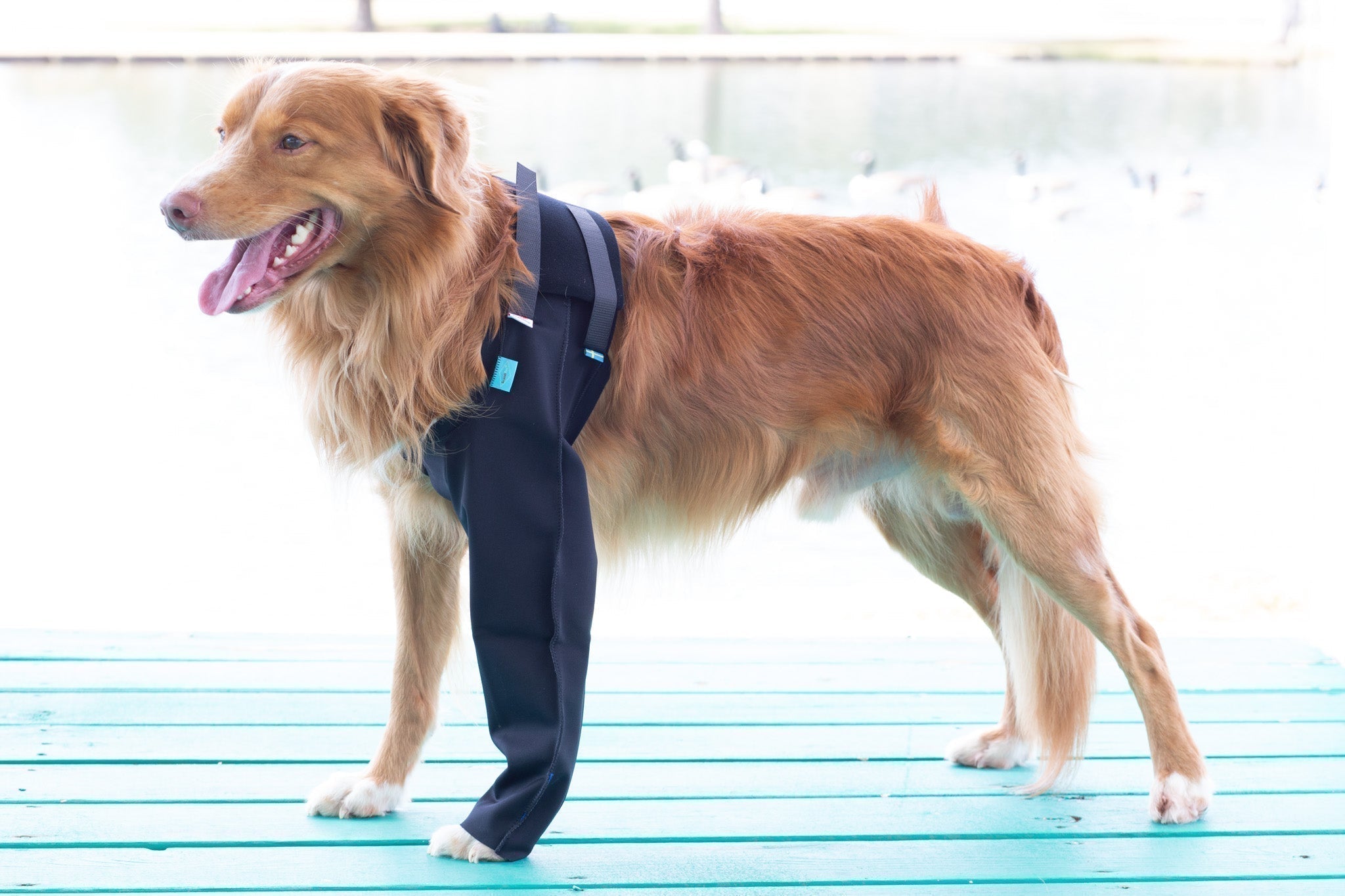 Dog wearing a Scandi Wrap to protect them from licking their granuloma