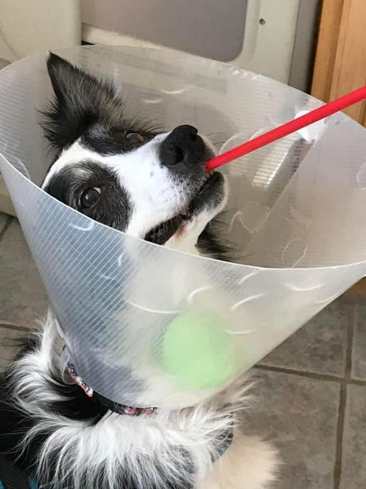 dog wearing a cone with a straw in his mouth imitating a martini glass