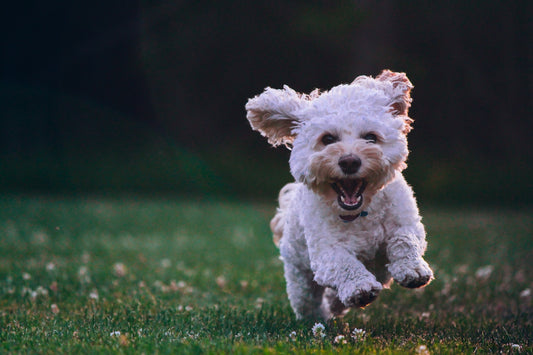 5 Steps to Wellness for Your Dog