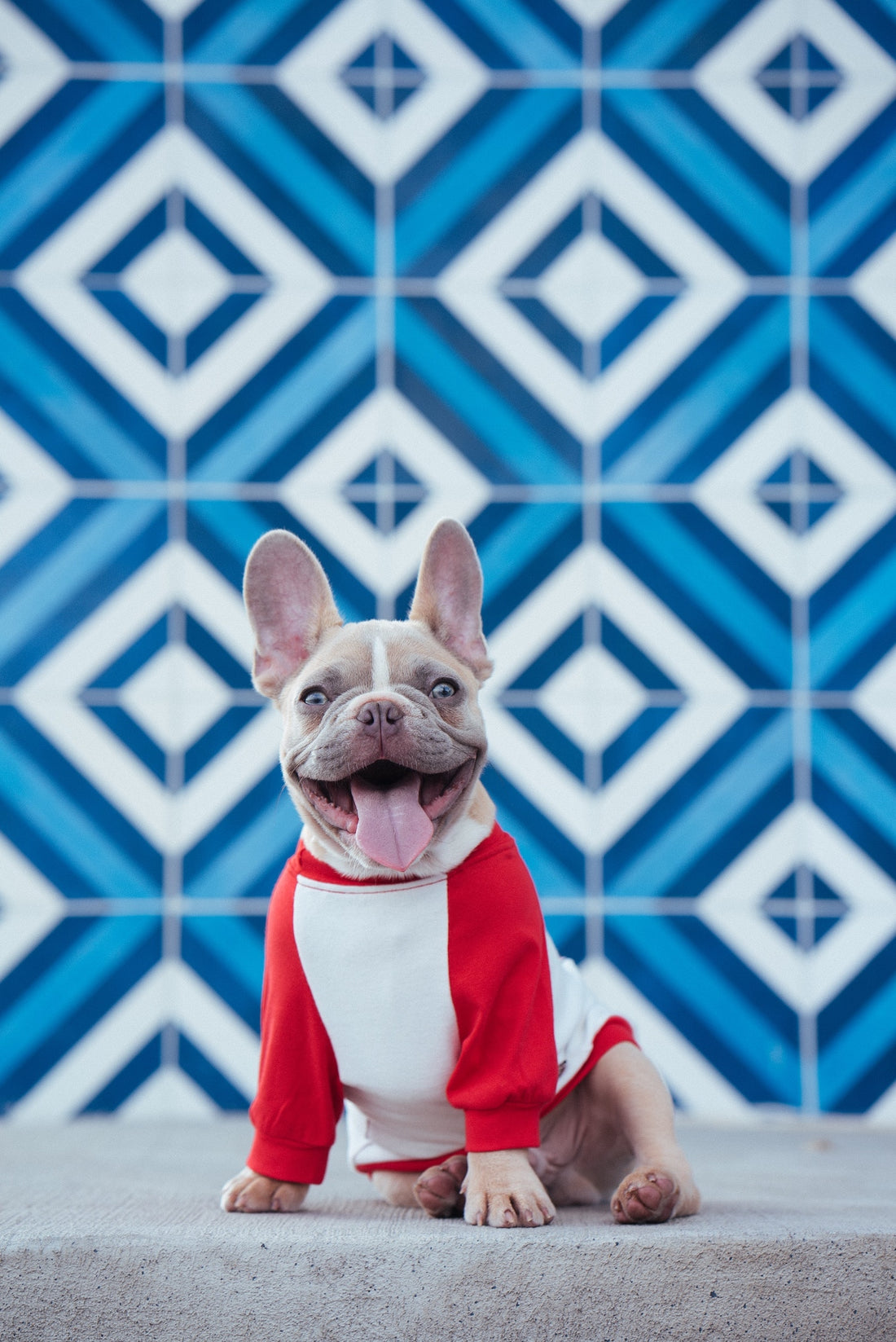 Smiling dog wearing shirt for wound protection