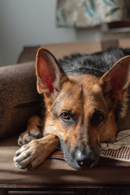 Understanding Degenerative Myelopathy (DM) in Dogs