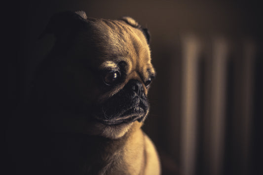 Pug with stoic look