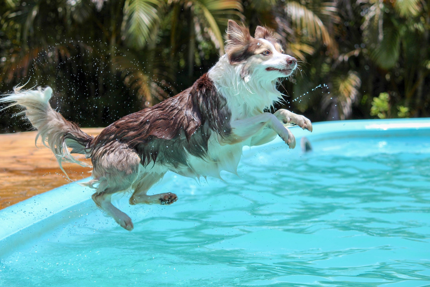 Get Active: 5 Ways Your Dog Can Keep Fit