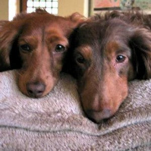 two dogs lying their heads on a pillow
