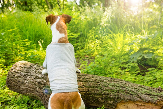Dog wearing a shirt