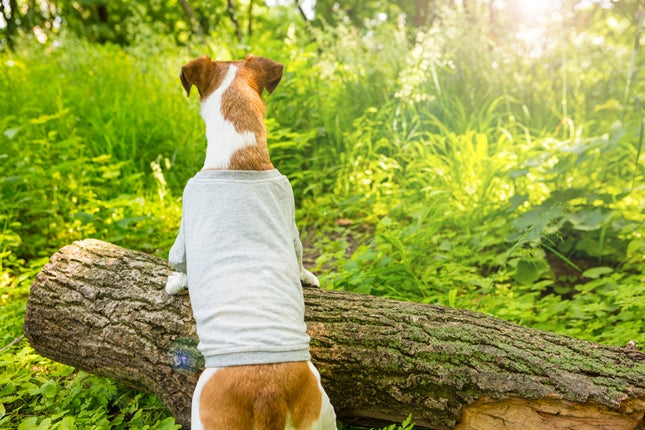 Dog wearing a shirt