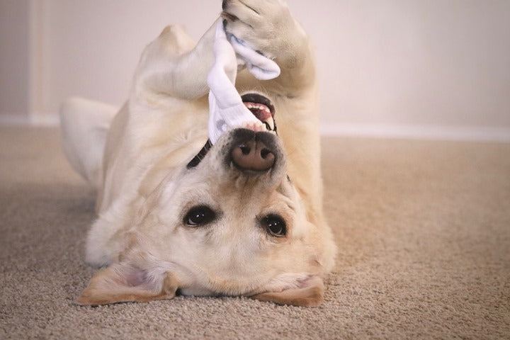 A dog playing with a sock
