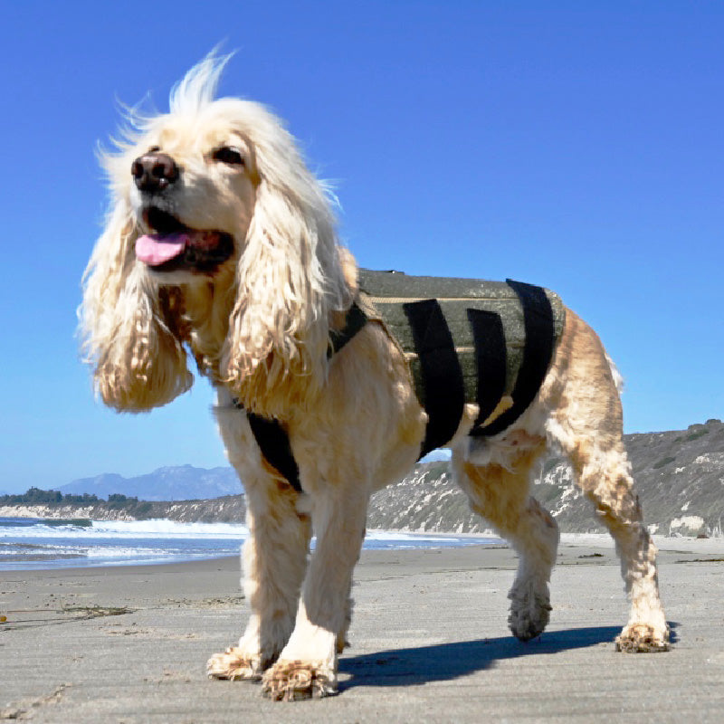 Cocker Spaniel standing on beach with wind in its hair while wearing a wiggleless back brace