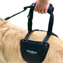 Gingerlead,Wiggleless dog back brace,Canine Orthocare,Dogs with IDVD,Back_Bracer