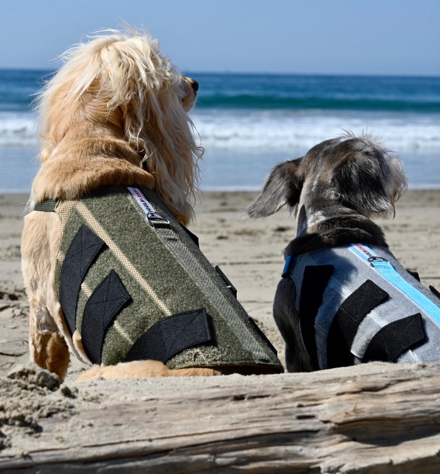 Two dogs sitting on the beach wearing back braces