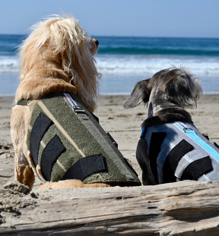 Two dogs sitting on the beach wearing back braces