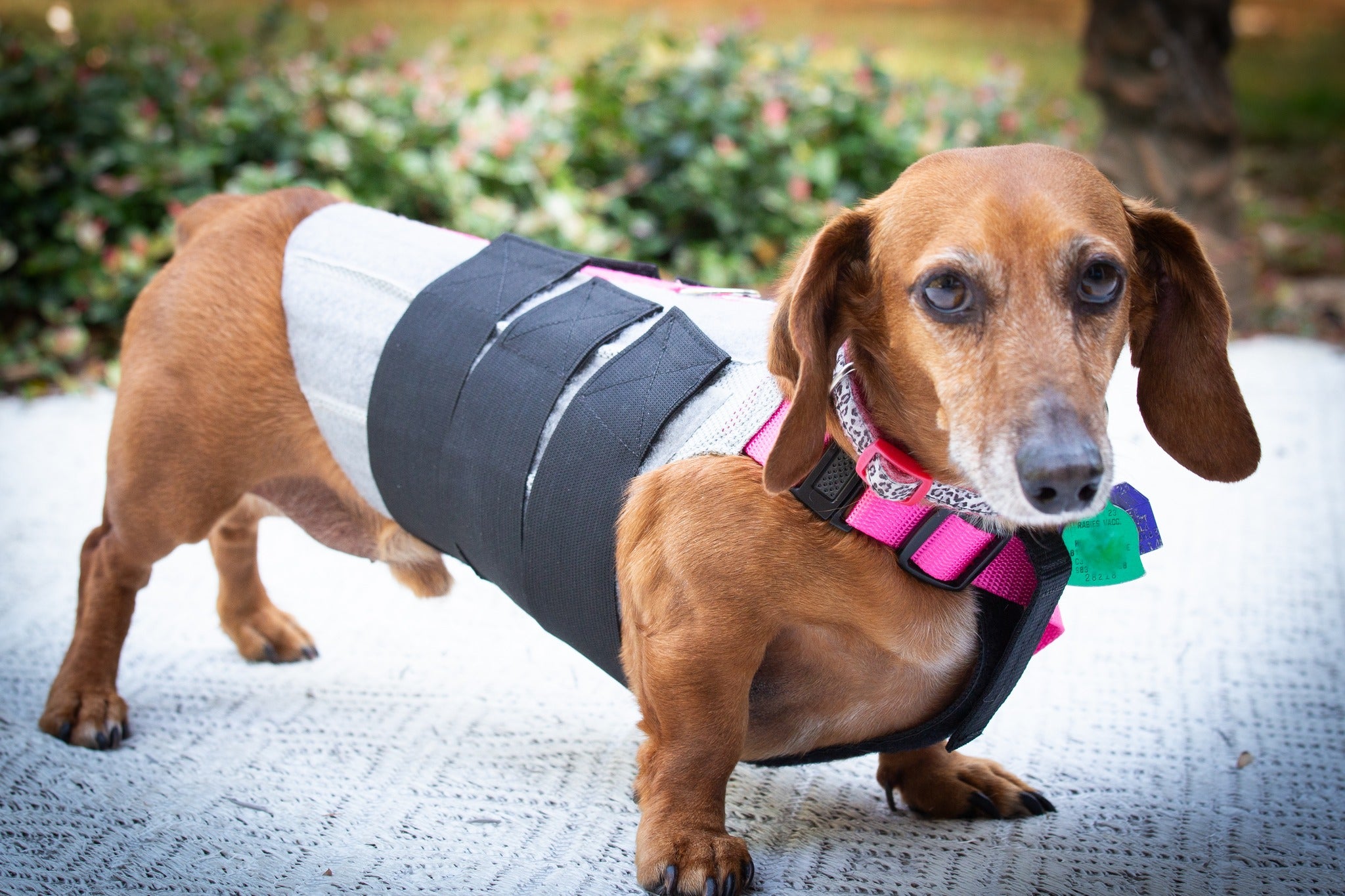 Dachshund wearing WiggleLess dog back brace for IVDD support