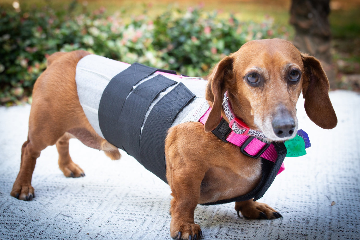 A dachshund wearing a grey and  black WiggleLess Back brace with bright pink and green accents, standing outdoors on a paved path.