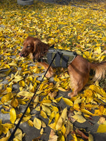 long haired dachshund wearing an olive wiggleless back braces standing in yellow leaves