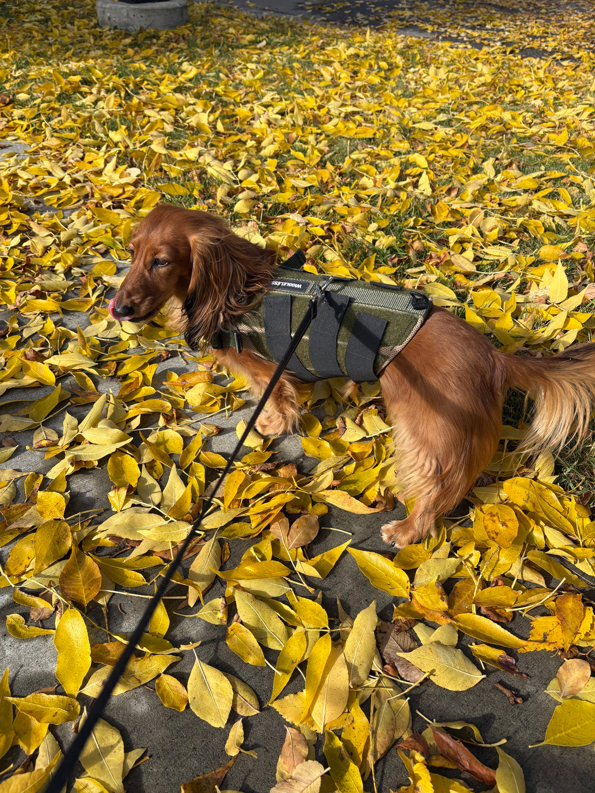 long haired dachshund wearing an olive wiggleless back braces standing in yellow leaves