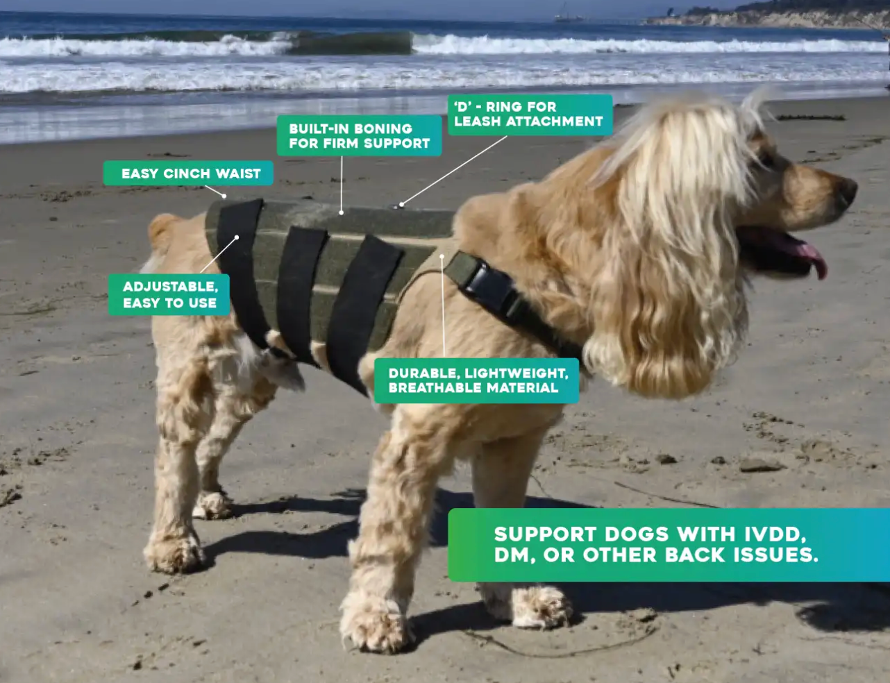 A golden retriever standing on a sandy beach wearing a dark olive green and black dog back brace, with multiple text callouts pointing to features like adjustable waist cinch, built-in boning, D-ring leash attachment, and durable breathable material.