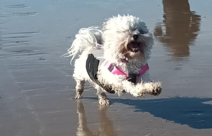 A small white dog running on wet sand at the beach, wearing a pink and black back brace
