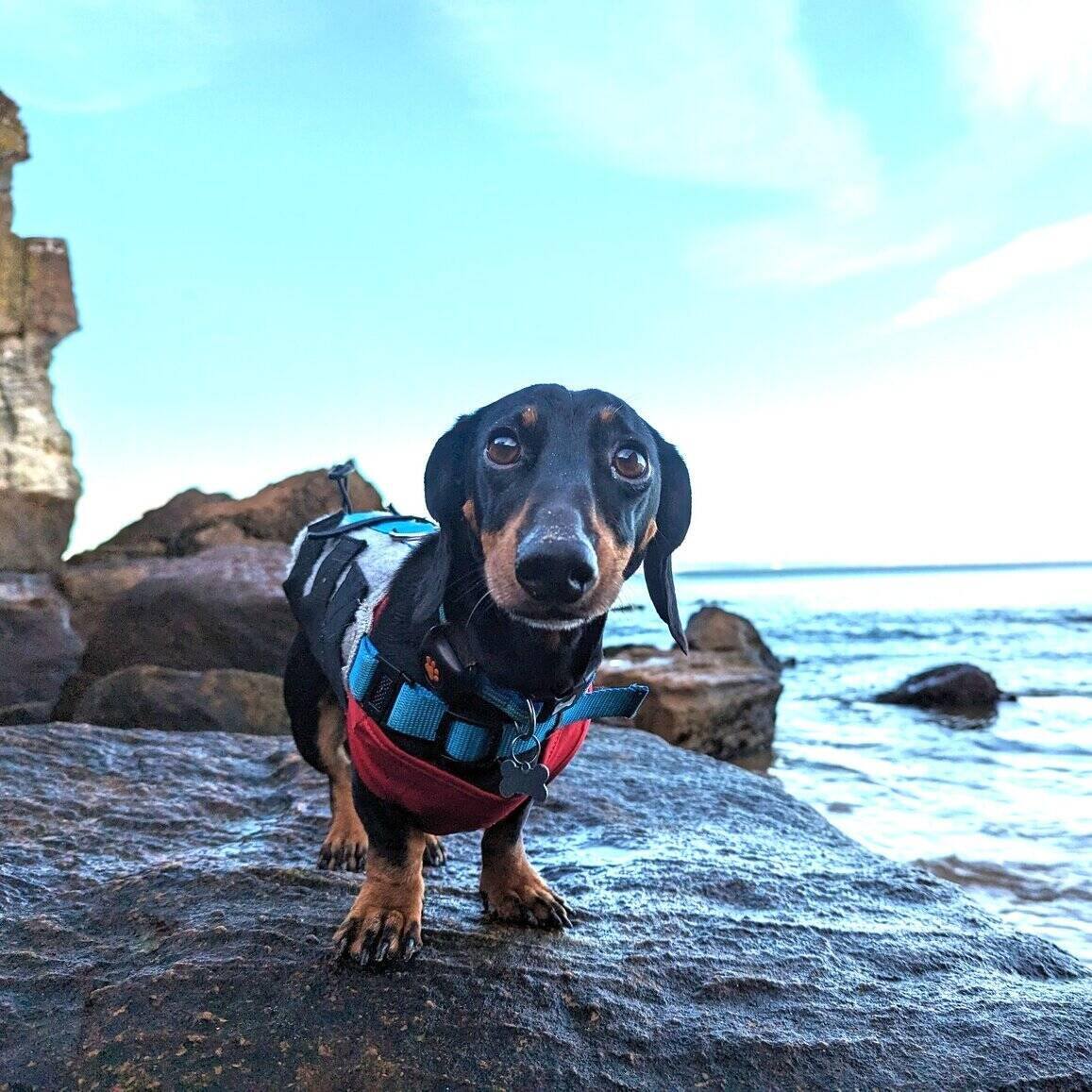 Dog wearing WiggleLess back brace outdoors