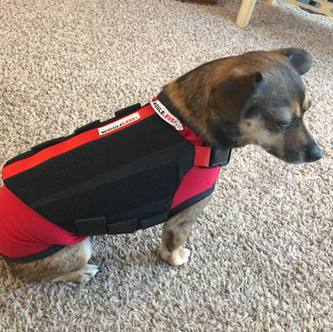 WiggleLess Dog Back Brace. This is the best selling bace for dogs suffering from back pain, IVDD, joint pain and chondrodystrophic and handicapped pets. Dogs who need Orthocare and a petmd. Which include breeds, chiweenie