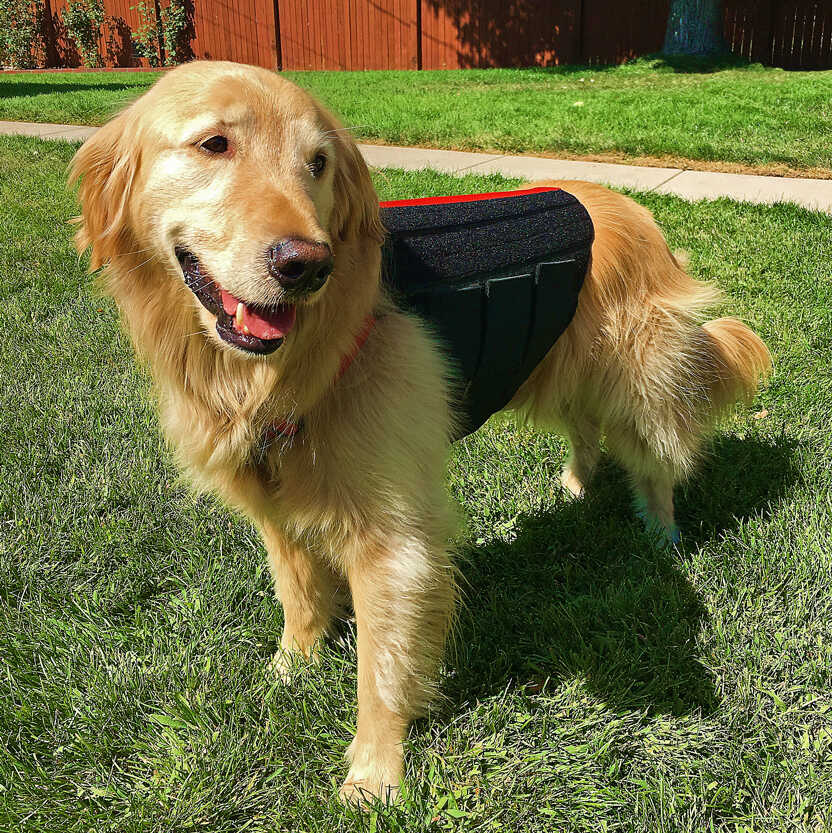Golden retriever wearing a back brace for degenerative myelopathy