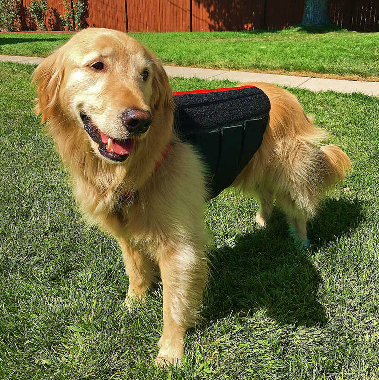 Golden retriever wearing a back brace for degenerative myelopathy