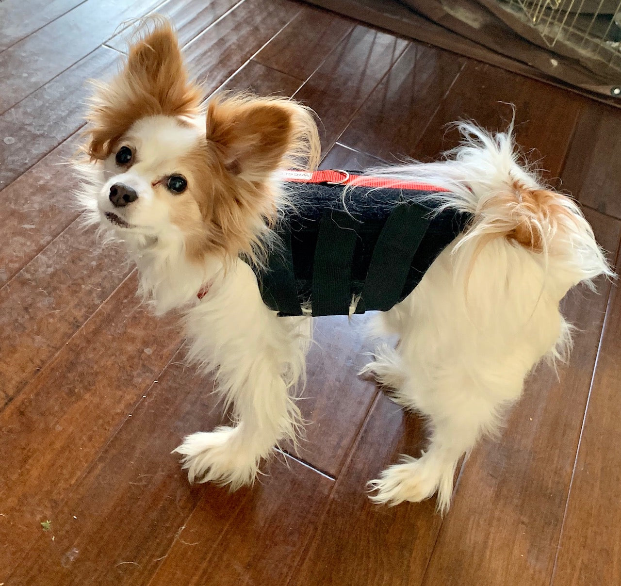 toy dog wearing a back brace while standing on hardwood floors