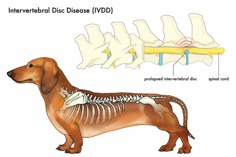 An educational medical illustration showing a dachshund with a transparent side view revealing the spine, alongside a cross-section diagram of intervertebral discs and the spinal cord. The image is labeled 'Intervertebral Disc Disease (IVDD)'.